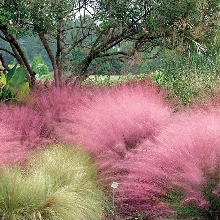 Ornamental Grass