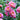 Pink Peony Seeds