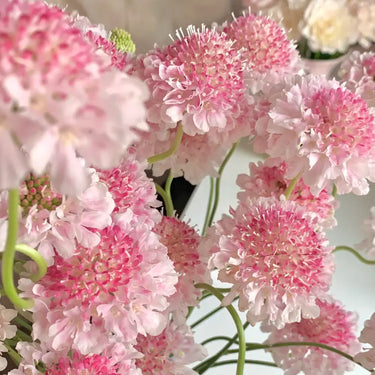 Pink Pincushion Flower Seeds