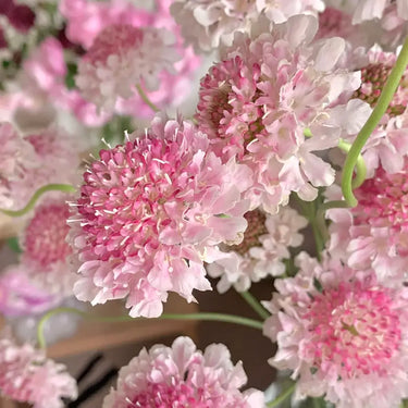 Pink Pincushion Flower Seeds