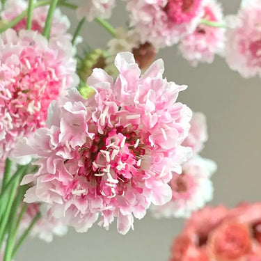Pink Pincushion Flower Seeds