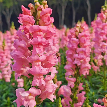 Pink Snapdragon Seeds