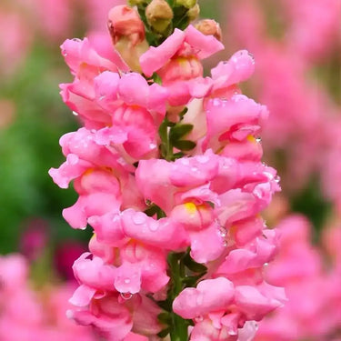 Pink Snapdragon Seeds