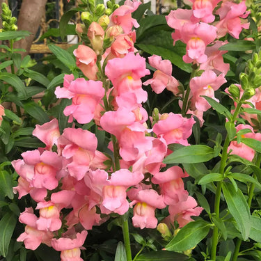 Pink Snapdragon Seeds