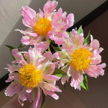 Pink Spritzer Peony Seeds