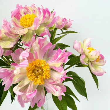 Pink Spritzer Peony Seeds
