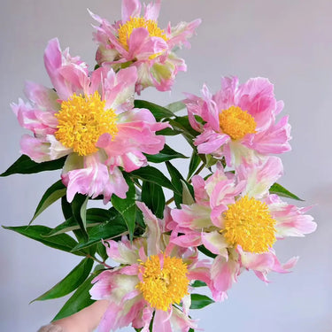 Pink Spritzer Peony Seeds