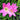 Semillas de flor Static Orquideas rosa
