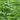 Potherb Mustard Seeds