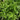 Potherb Mustard Seeds
