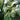 Prosthechea Cochleata Seeds - Pale Yellow & Dark Purple