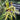 Prosthechea Cochleata Seeds - Pale Yellow & Dark Purple