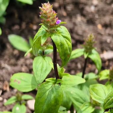 Prunella Vulgaris Seeds