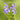 Prunella Vulgaris Seeds
