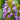 Prunella Vulgaris Seeds