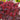 Purple-Leaf Barberry