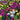 Purple Coneflowers&Black Eyed Susan Mix