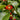 Purple mangosteen fruit developing on a leafy branch