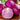 Saatgut für Rotkohl
