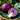 Saatgut für Rotkohl