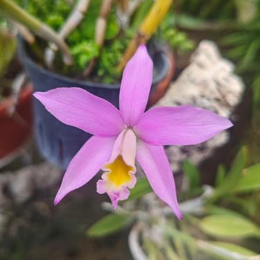 Purple Cattleya Seeds