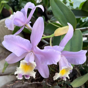 Purple Cattleya Seeds