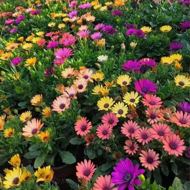Purple Coneflowers&Black Eyed Susan Mix