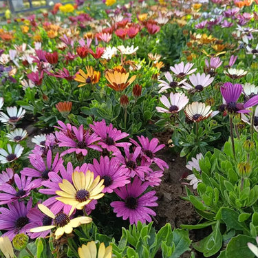 Purple Coneflowers&Black Eyed Susan Mix