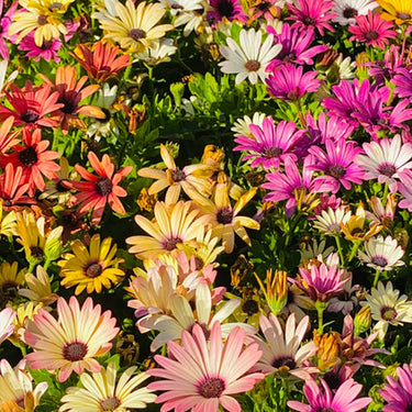 Purple Coneflowers&Black Eyed Susan Mix