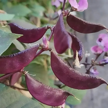 Purple Hyacinth Bean