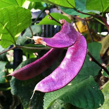 Purple Hyacinth Bean