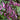 Purple Kidney Bean