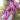 Purple Kidney Bean