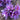Purple Saffron Flower Seeds