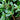 Purslane