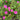 Purslane Seeds – Fuchsia