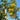 Yellow quince fruits growing on a leafy tree