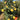 Ripe yellow quinces on a tree in an orchard