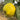 Close-up of a ripe yellow quince on a branch