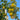 Graines de coing