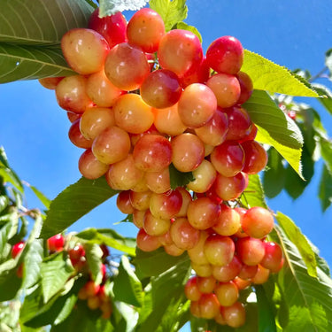 Rainier Cherry Seeds