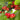 Rainier Cherry Seeds