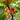 Rainier Cherry Seeds