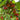 Rainier Cherry Seeds