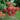 Rambutan
