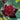 Seltene Samen für schwarz-rote Rosen