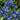 Rare Iris Seeds-Blue Lace