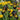 Rare Iris Seeds-Golden Panther
