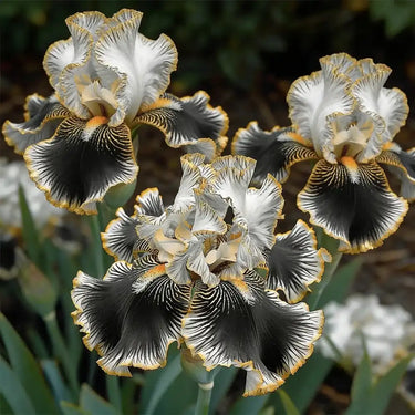 Rare Iris Seeds-Pearl Mist