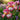Rare Iris Seeds-Rose Quartz